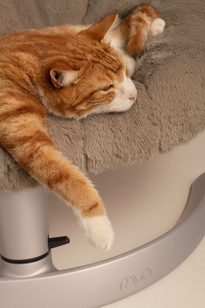 Tavo Shell Cuccia Oscillante