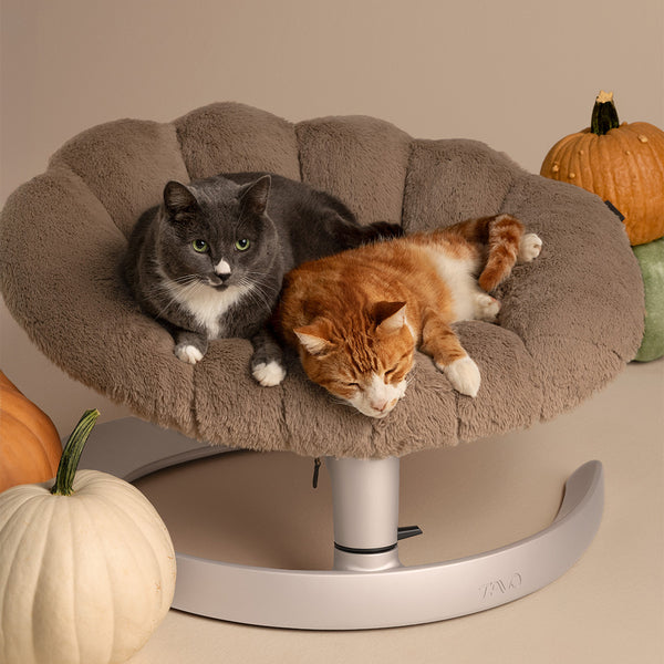 Tavo Shell Cuccia Oscillante