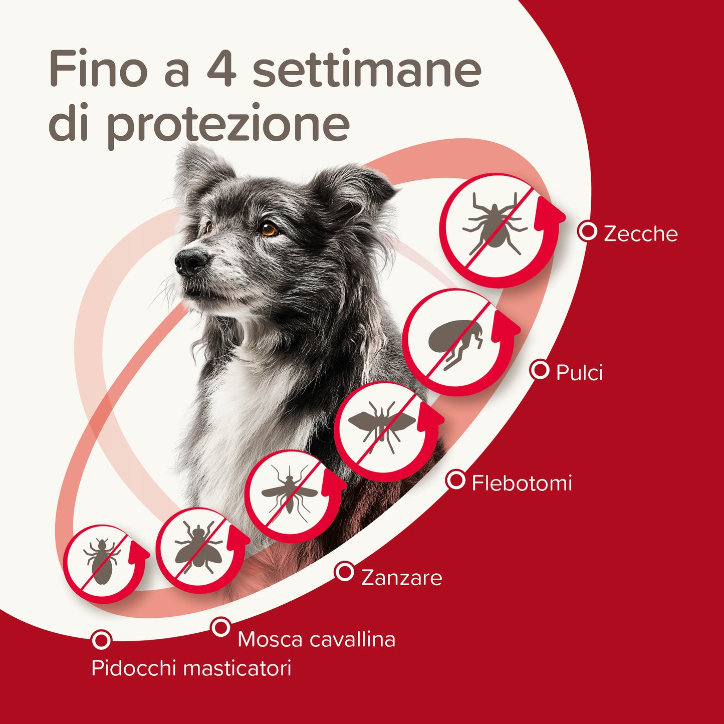 ProtecTix Spot On 4 Pipette