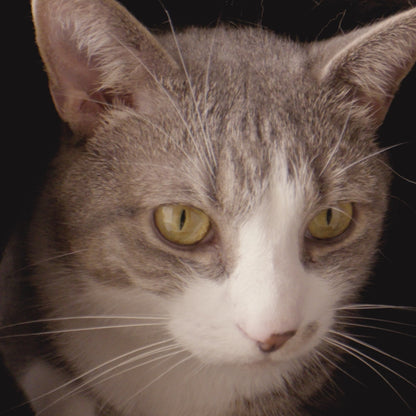 Tavo DUPREE borsa Isofix trasportino